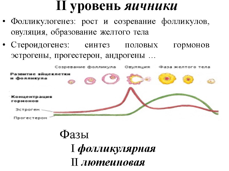 II уровень яичники Фолликулогенез: рост и созревание фолликулов, овуляция, образование желтого тела Стероидогенез: синтез II уровень яичники Фолликулогенез: рост и созревание фолликулов, овуляция, образование желтого тела Стероидогенез: синтез